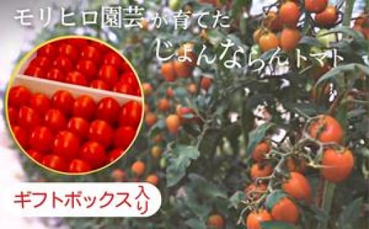 モリヒロ園芸が育てたじょんならんトマト(ギフトボックス入り)
