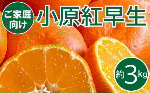 ご家庭向け!真っ赤なお蜜柑「小原紅早生」 約3kg