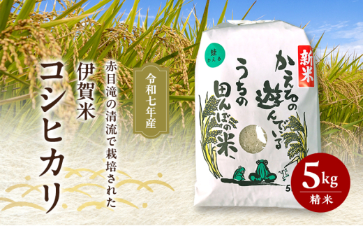8月下旬出荷予定! 赤目滝の清流で栽培された 令和7年産 伊賀米コシヒカリ 5kg 3年連続 特A 米 こしひかり ご飯 ごはん 白米 精米 三重県 名張市