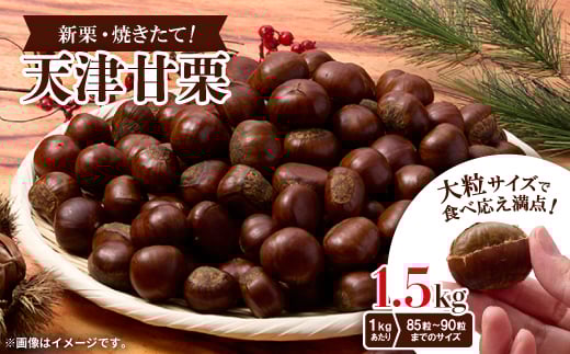 ＜1.5kg＞新栗ビックサイズ!!焼きたて!!天津甘栗　大粒サイズ　期間限定でお届けします。_ 栗 くり 甘栗 天津甘栗 おやつ スイーツ 焼きたて 甘い 菓子 お菓子 マロン 常温 送料無料 人気 おすすめ お取り寄せ 大粒 新栗 限定 【1510513】