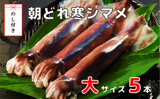 [のし付き]朝どれ寒シマメ大サイズセット(250-300g×5)スルメイカ するめ いか イカ 烏賊 スルメ 刺身 イカ焼き