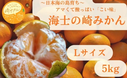 【期間限定】崎地区の崎みかん Lサイズ 5kg  約40個 期間限定 11月下旬より発送開始
