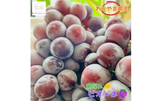 和歌山のピオーネ 約2.5kg(3~5房) 【2026年8月下旬~9月下旬頃発送予定】 | 先行予約 ぶどう 葡萄 果物 フルーツ 甘い【MS102】