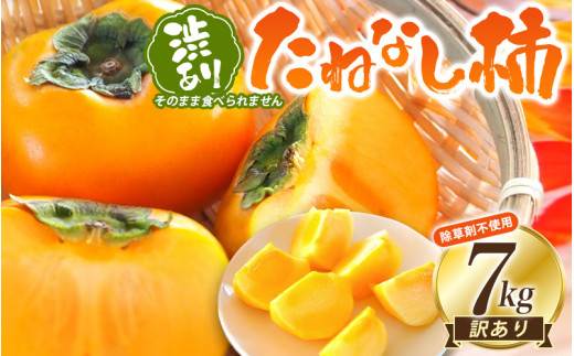 【訳あり・ご家庭用】柿農園「渋柿隊」が直送 たねなし柿「渋あり」訳あり 約7kg【9月下旬~11月上旬頃順次発送】