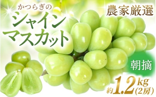 先行予約! 朝摘み シャインマスカット 秀品  2房(約1.2kg)こだわり農家厳選!【2026年8月末から9月末順次発送予定】/ フルーツ ぶどう ブドウ 葡萄 マスカット 和歌山県 かつらぎ町 ジューシー 厳選 産地直送 果物