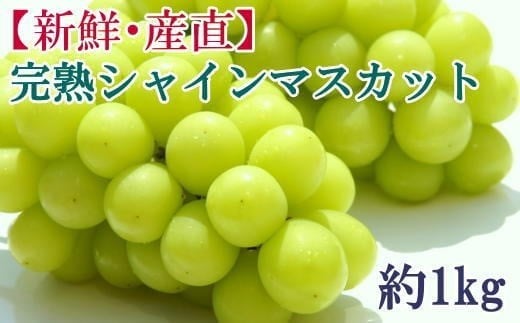 【先行予約】和歌山県産完熟シャインマスカット約1kg【2026年度発送分】 【2026年9月上旬~2026年9下旬頃に順次発送】 ※北海道・沖縄・離島配送不可 【TM-tecj1038】