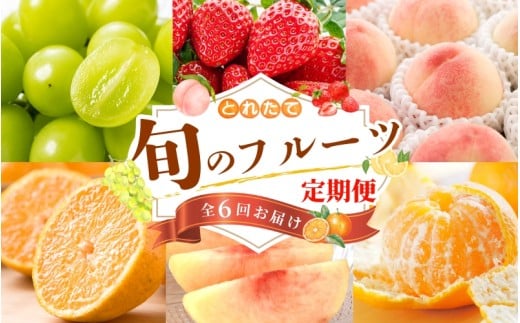 【フルーツ定期便・全6回】品質に自信あり！くしがきの里から直送　厳選した果物を最高のタイミングでお届け♪ / 定期便 桃 もも みかん 柑橘 シャインマスカット マスカット いちご 不知火 はれひめ イチゴ 苺 果物 フルーツ 6回