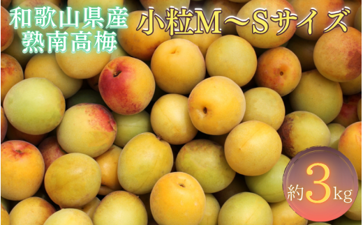 【梅干・梅酒用】紀州和歌山県産 熟南高梅 生うめ 優品 約3kg (S、Mサイズおまかせ)+3%増量<2026年6月下旬~7月上旬発送予定>/ 梅干し 梅酒 ウメシロップ ジュース ジャム他 紀州熟南高梅 青梅 黄梅 朝採り フルーツ 果物 くだもの 食品 人気 おすすめ 【クール便送料無料】