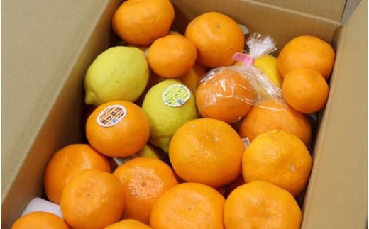 【ふるさと納税】観音山フルーツ詰め合わせ(ゴールド)