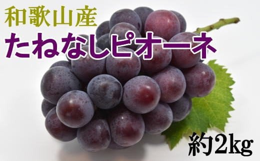 【新鮮・産直】和歌山かつらぎ町産たねなしピオーネ約2kg【2026年8月中旬~2026年9月中旬頃に順次発送予定】【TM164】