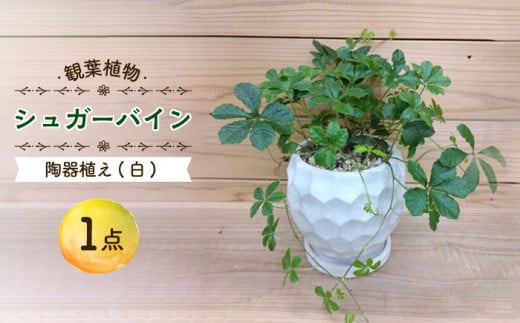 [11月〜5月発送]シュガーバイン 陶器植え (白) / シュガーバイン しゅがーばいん 陶器 観葉植物 鉢植え 植物 鑑賞用 初心者 インテリア 室内 吊り下げ / 大村市 / アトリウム琴花園[ACZZ011]