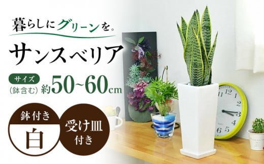 観葉植物 サンスベリア 陶器鉢植え 植物 インテリア 角型  / 観葉 植物 インテリア おしゃれ プレゼント / 大村市 /琴花園[ACYK020]