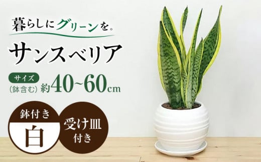 観葉植物 サンスベリア ボール型 陶器鉢  白 / 観葉 植物 インテリア おしゃれ / 大村市 /琴花園[ACYK025]