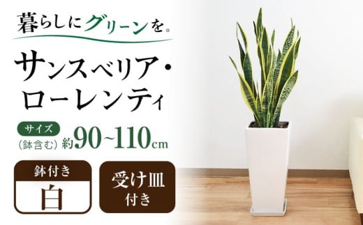 観葉植物 サンスベリア・ローレンティ ロングスクエア 陶器鉢植え（白） BIGサイズ インテリア / サンスベリア 鉢植え 観葉 植物 インテリア おしゃれ プレゼント / 大村市 /琴花園[ACYK014]