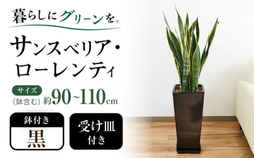 観葉植物 サンスベリア・ローレンティ ロングスクエア 陶器鉢植え（黒） BIGサイズ インテリア / 観葉 植物 インテリア おしゃれ / 大村市 /琴花園[ACYK026]