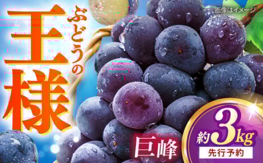 【先行予約：2026年8月中旬より順次発送予定】 巨峰 種あり 約3kg / ぶどう 葡萄 フルーツ / 大村市 / おおむら夢ファームシュシュ [ACAA381]
