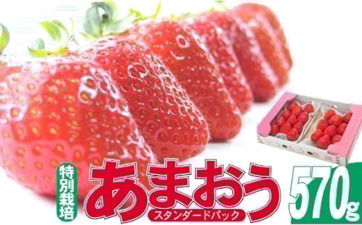 いちご 2025年12月より発送 うるう農園のあまおう スタンダード2パック 約570g 果物 フルーツ デザート 食後 特別栽培 福岡県産 国産 日本産 ※配送不可:離島