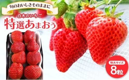 いちご いちご職人直送 白木のいちご 特選 あまおう (特大サイズ) 8粒 イチゴ 苺 果物 デザート ※配送不可:沖縄・離島
