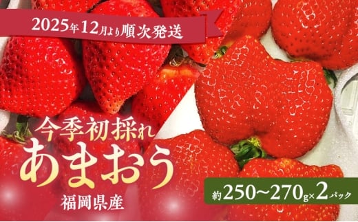 あまおう 【2025年12月より順次発送】 今季初採れあまおう 2パック【数量限定】イチゴ 苺 いちご 果物 福岡県産 限定 ※配送不可:離島