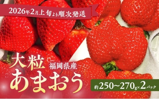 あまおう 【2026年2月上旬より順次発送】大粒あまおう 2パック イチゴ 苺 いちご 果物 福岡県産 ※配送不可:離島