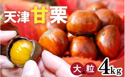 【先行予約】 天津甘栗 4kg 【 2025年10月下旬より順次発送予定 】 / 焼きたて 栗 くり マロン 秋 おやつ 栗爪 殻付き お菓子 おつまみ 人気 高リピート 小分け 栗ご飯 栗きんとん 甘露煮 こだわり 手軽 おためし お試し