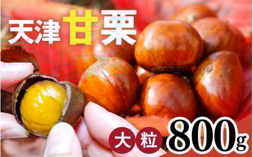 【先行予約】 天津甘栗 800g 【 2025年10月下旬より順次発送予定 】/ 焼きたて 栗 くり マロン 秋 おやつ 栗爪 殻付き お菓子 おつまみ 人気 高リピート 小分け 栗ご飯 栗きんとん 甘露煮 こだわり 手軽 おためし お試し
