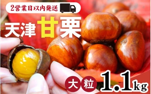 天津甘栗 1.1kg / 栗 甘栗 天津甘栗 新栗