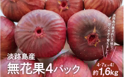【数量限定】淡路島産 無花果4パック(約1.6kg)  いちじくイチジク / フルーツ 果物 果実 くだもの 無花果 国産 冷蔵
