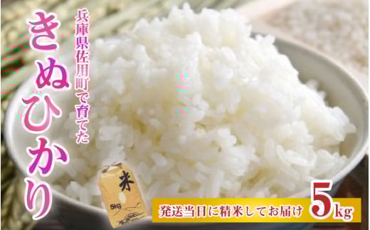 兵庫県佐用町で育てたきぬひかり 5kg 兵庫県産 きぬひかり 減農薬米 精米 お米 特Aランク