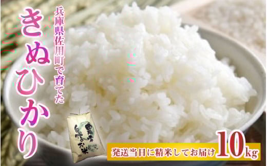 兵庫県佐用町で育てたきぬひかり 10kg 兵庫県産 きぬひかり 減農薬米 精米 お米 特Aランク