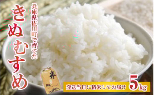 【先行予約】兵庫県佐用町で育てたきぬむすめ 5kg【2025年10月中旬頃から順次発送予定】 兵庫県産 きぬむすめ 減農薬米 精米 お米 特Aランク