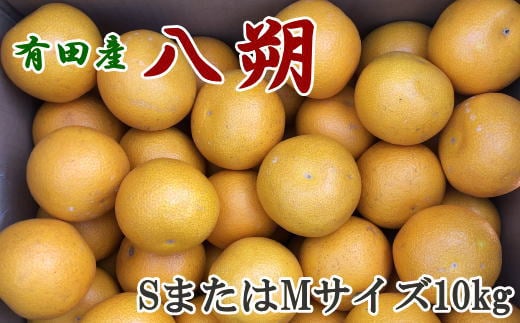 【手選果】先行予約  有田産の八朔10kg(SまたはMサイズいずれかお届け)<2026年1月下旬~2026年2月下旬頃に順次発送> みかん 柑橘類【tec845A】