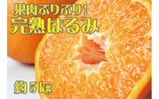 果肉ぷりぷり!完熟はるみ5kg ※2026年2月中旬頃~2026年2月下旬頃に順次発送予定(お届け日指定不可) 【uot732】