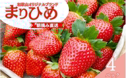 【先行予約】特大まりひめ いちご 朝摘 6個~11個入り×4パック 2026年1月中旬~2026年3月末頃に順次発送予定(お届け日指定不可)/ いちご 苺 まりひめ 和歌山 フルーツ 果物 くだもの【kiy004A】