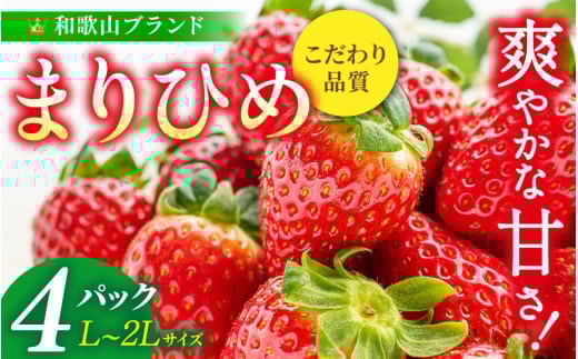【先行予約】まりひめ いちご 12粒~15粒入り×4パック(1kg)2026年1月中旬~2025年3月中旬に順次発送予定(お届け日指定不可)/ いちご 苺 まりひめ 和歌山 フルーツ 果物 くだもの【kgr008A】