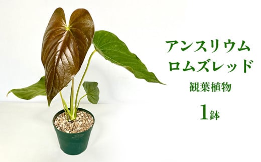 アンスリウム ロムズレッド 観葉植物 観葉植物 熱帯植物 室内植物 鉢植え カラーリーフ 観賞用 空気清浄 色彩 ガーデニング お気に入り シンボルプラント 美しい葉脈 おすすめ グリーンインテリア 沖縄県 特別な くつろぎ 人気 直送 送料無料