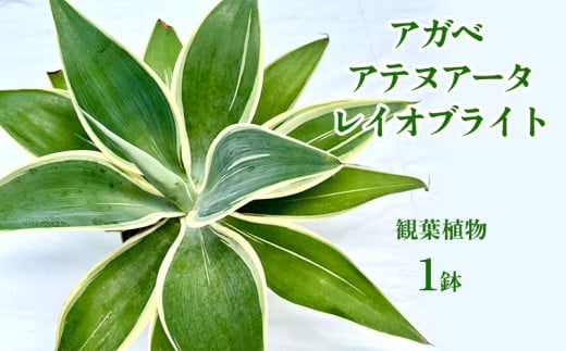 アガベ アテヌアータ レイオブライト 観葉植物 多肉植物 多肉植物 観葉植物 ロゼット型 鉢植え 庭植え グリーンインテリア ローメンテナ デコレーションプラン コレクション お気に入り 環境 ヒーリングプランツ おすすめ 花茎 沖縄県 国産 くつろぎ 人気 直送 送料無料