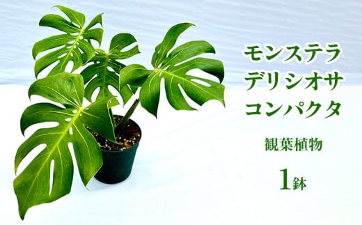 モンステラ デリシオサ コンパクタ 観葉植物 観葉植物 室内植物 葉の形 小型モンスター 空気清浄効果 鑑賞 グリーンインテリア デザイン性 鉢植え お気に入り 植え替え フィトン おすすめ 贅沢 沖縄県 特別な くつろぎ 人気 直送 送料無料