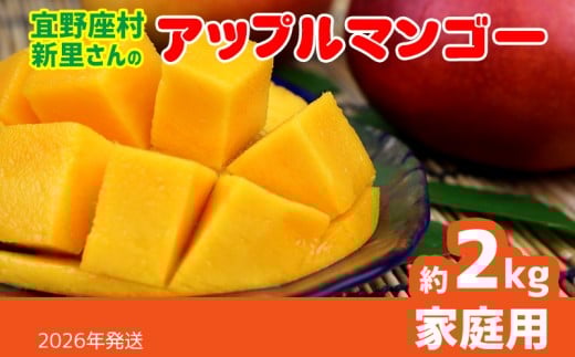 【2026年発送】宜野座村の新里守清さんのアップルマンゴー家庭用(約2kg) アーウィン 果物 甘い 夏 濃厚 ギフト Mango ランキング 完熟 お気に入り 美味しい 人気 おすすめ フルーツ 沖縄県 先行予約 食品 人気 産地直送 送料無料