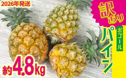 【2026年発送】訳ありパイン 4～8玉 約4.8kg（ボゴールパイン） パイン パイナップル ぱいなっぷる ボゴール 訳あり 訳アリ 不揃い 家庭用 国産パイン パインアップル スナック ちぎって食べる 夏限定 トロピカル ジューシー フレッシュ 南国 フルーツ 沖縄 宜野座村