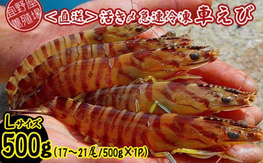 【養殖場から直送】活き〆急速冷凍車えび Lサイズ 約500g(17~21尾/500g×1P) 車海老 海鮮 魚介類 海産物 シーフード お取り寄せ 美味 料理 クルマエビ くるまえび 塩焼き フライ 天丼 お刺身 フリット 蝦 ゆで 送料無料 沖縄県産 たまや