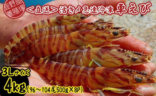 【養殖場から直送】活き〆急速冷凍車えび 3Lサイズ 約4kg(96~104尾/500g×8P) 車海老 海鮮 魚介類 海産物 シーフード お取り寄せ 美味 料理 クルマエビ くるまえび 塩焼き フライ 天丼 お刺身 フリット 蝦 ゆで 送料無料 沖縄県産 送料無料