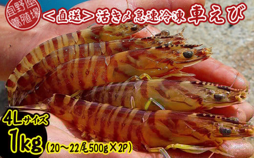 【養殖場から直送】活き〆急速冷凍車えび 4Lサイズ 約1kg(20~22尾/500g×2P) 車海老 海鮮 魚介類 海産物 シーフード お取り寄せ 美味 料理 クルマエビ くるまえび 塩焼き フライ 天丼 お刺身 フリット 蝦 ゆで 送料無料 沖縄県産 送料無料