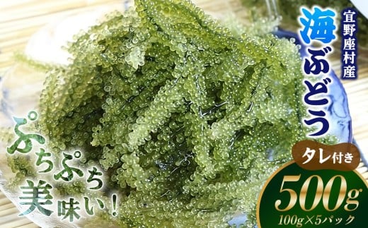 【2026年発送】宜野座村の海ぶどう(100g×5パック) うみぶどう ウミブドウ ぷちぷち プチプチ グリーンキャビア クビレズタ シーグレープ はじける 弾ける 食感 爽やか 磯の香り 海藻 新鮮 酢の物 サラダ トッピング 海鮮丼 沖縄 宜野座村