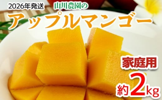 【2026年発送】山川農園のアップルマンゴー家庭用(約2kg) アーウィン 果物 甘い 夏 濃厚 お取り寄せ Mango ランキング 完熟 お気に入り 美味しい 人気 おすすめ フルーツ 沖縄県 南国 食品 デザート 産地直送 送料無料