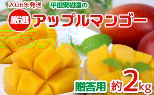 【2026年発送】平田果樹園の厳選アップルマンゴー贈答用(約2kg) アーウィン 果物 甘い 夏 濃厚 ギフト Mango ランキング 完熟 お気に入り 美味しい 人気 おすすめ フルーツ 沖縄県 先行予約 食品 デザート 産地直送 送料無料