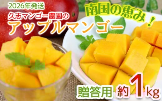 【2026年発送】南国の恵み!久志マンゴー農園のアップルマンゴー贈答用(約1kg) アーウィン 果物 甘い 夏 濃厚 ギフト Mango ランキング 完熟 お気に入り 美味しい 人気 おすすめ フルーツ 沖縄県 先行予約 食品 デザート 産地直送 送料無料