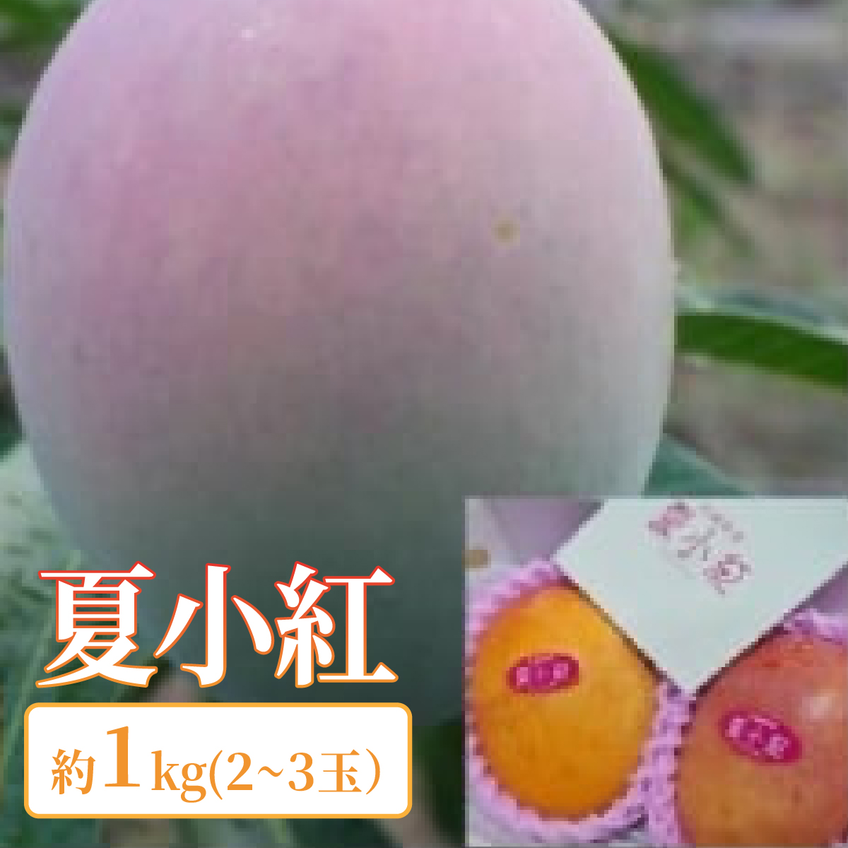 2026年 先行予約 マンゴー 夏小紅 約1kg 2~3玉 ますみ農園 甘味 スッキリ 果物 フルーツ 005-a012_2026