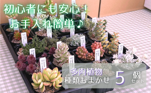 多肉植物 おまかせ 5個 セット 【多肉屋GPK】/ インテリア インテリア植物 おしゃれインテリア オシャレ おしゃれ 多肉 観葉植物 植物 おまかせセット 人気 高評価 贈答 贈り物 趣味 ギフト プレゼント ナチュラル 自然 かわいい ミニサイズ 玄関 室内 飾れる 5個 オススメ おすすめ