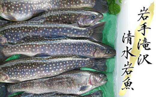 【北海道・東北・関東・中部地方限定発送】 岩手滝沢 清水岩魚  活け〆 10尾 【行徳養魚場】 / 岩魚 イワナ 魚
